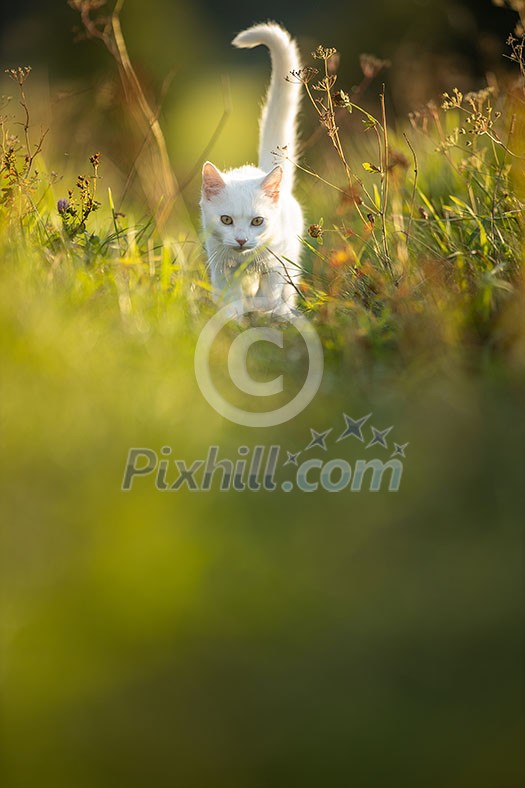 Extremely cute white kitten on a lovely meadow, playing outside - sweet domestic pet playing outside Extremely cute white kitten on a lovely meadow, playing outside - sweet domestic pet playing outside