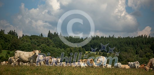 Cows grazing on a lovely green pasture Cows grazing on a lovely green pasture