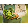 Senior gardener gardening in his permaculture garden -  holding a splendid Savoy Cabbage head