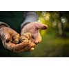 Senior gardenr gardening in his permaculture garden -  holding freshly harvested walnuts in his hands