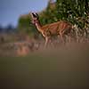 Wild roe deer (Capreolus capreolus) at dusk