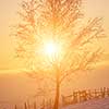 Beautiful winter landscape with fog during sunset over snow covered field with tree