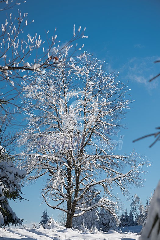 winter sunset, pine tree forest background covered with fresh snow winter sunset, pine tree forest background covered with fresh snow