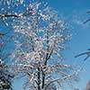 winter sunset, pine tree forest  background  covered with fresh snow