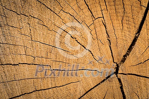 Wood texture background surface. Natural wood texture. Timber background of wood texture. Wood texture background surface. Natural wood texture. Timber background of wood texture.