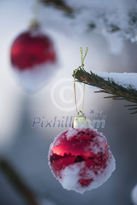 christmas red balls on pine tree covered with fresh snow christmas red balls on pine tree covered with fresh snow