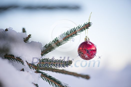 christmas red balls on pine tree covered with fresh snow on beautful winter day sunset christmas red balls on pine tree covered with fresh snow on beautful winter day sunset