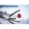 christmas red balls  on pine tree covered with fresh snow on beautful winter day sunset