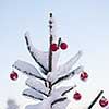 christmas red balls  on pine tree covered with fresh snow on beautful winter day sunset