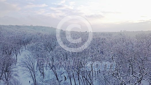 Trees covered with snow against a cloudy sky on a winter day. 4K video, 240fps, 2160p. Trees covered with snow against a cloudy sky on a winter day. 4K video, 240fps, 2160p.