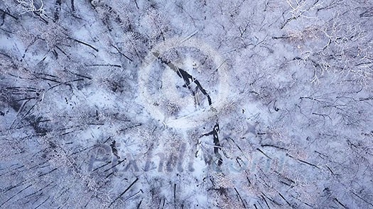 Beautiful winter forest covered with frost on a winter day. 4K video, 240fps, 2160p. Beautiful winter forest covered with frost on a winter day. 4K video, 240fps, 2160p.