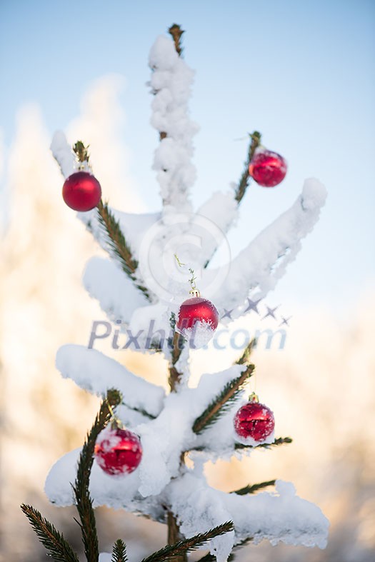 christmas red balls on pine tree covered with fresh snow on beautful winter day sunset christmas red balls on pine tree covered with fresh snow on beautful winter day sunset