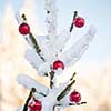 christmas red balls  on pine tree covered with fresh snow on beautful winter day sunset