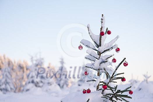 christmas red balls  on pine tree covered with fresh snow on beautful winter day sunset