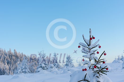 christmas red balls on pine tree covered with fresh snow on beautful winter day sunset christmas red balls on pine tree covered with fresh snow on beautful winter day sunset