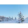 christmas red balls  on pine tree covered with fresh snow on beautful winter day sunset