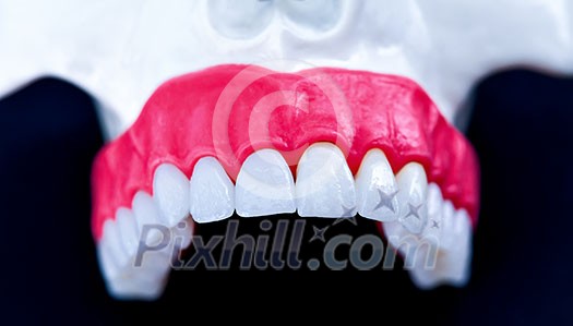 Upper human jaw with teeth and gums anatomy model medical illustration isolated on blue background. Healthy teeth, dental care and orthodontic concept Upper human jaw with teeth and gums anatomy model medical illustration isolated on blue background. Healthy teeth, dental care and orthodontic concept