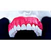 Upper human jaw with teeth and gums anatomy model medical illustration isolated on blue background. Healthy teeth, dental care and orthodontic concept
