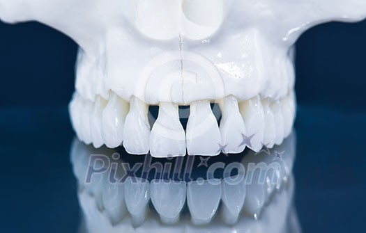 Upper human jaw with a reflection on the glass anatomy model medical illustration isolated on blue background. Healthy teeth, dental care and orthodontic concept Upper human jaw with a reflection on the glass anatomy model medical illustration isolated on blue background. Healthy teeth, dental care and orthodontic concept