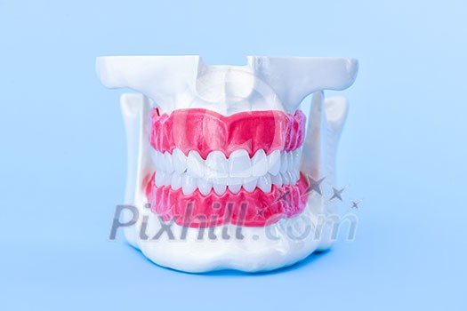 Human jaw with teeth and gums anatomy model medical illustration isolated on blue background. Healthy teeth, dental care and orthodontic concept Human jaw with teeth and gums anatomy model medical illustration isolated on blue background. Healthy teeth, dental care and orthodontic concept