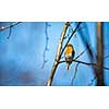 The European robin (Erithacus rubecula) known simply as the robin or robin redbreast