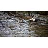 White-throated dipper (Cinclus cinclus) sitting on a stone. Diving bird hunting in the water. spring moment from the mountain river