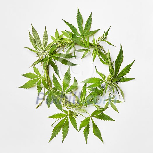 Branch of fresh natural green marijuana leaves in the shape of round wreath on a light grey background with copy space. Concept use of cannabis for medical puposes. Branch of fresh natural green marijuana leaves in the shape of round wreath on a light grey background with copy space. Concept use of cannabis for medical puposes.