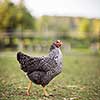Hen in a farmyard (Gallus gallus domesticus)