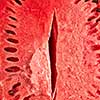 Fresh ripe organic watermelon cut with seeds as an erotic vagina symbol background.