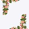 Greeting card with frame from natural organic roses flowers with green leaves on a light grey background, copy space. Flat lay. Valentine's Day concept.