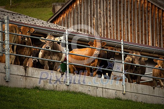 Brown mountain cows in the Bernese Alps in summer. Grindelwald, Jungfrau region, Bernese Oberland, Switzerland Brown mountain cows in the Bernese Alps in summer. Grindelwald, Jungfrau region, Bernese Oberland, Switzerland