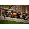 Brown mountain cows in the Bernese Alps in summer. Grindelwald, Jungfrau region, Bernese Oberland, Switzerland