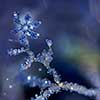 Snowflake stuck in Hoarfrost on branch