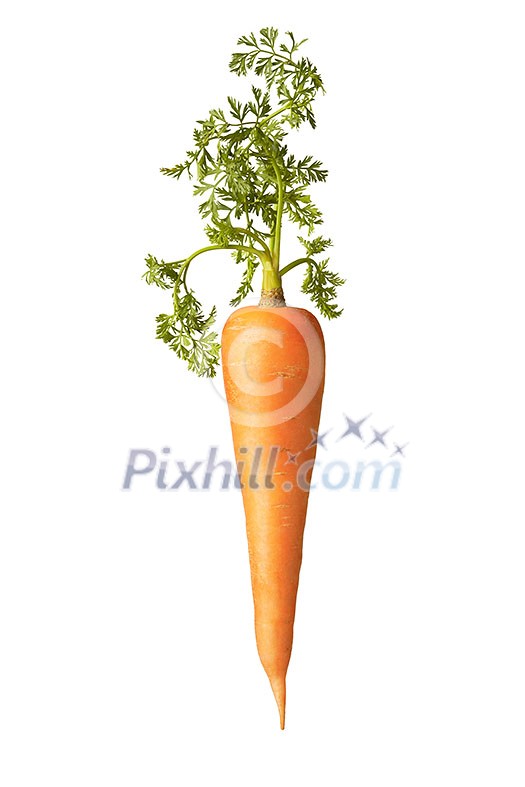 Natural organic vegetarian carrot fruit with green leaf on a white background, copy space. Vegan concept. Natural organic vegetarian carrot fruit with green leaf on a white background, copy space. Vegan concept.