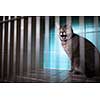 Sick cat waiting for treatment in cage of veterinarian clinic