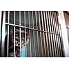 Sick cat waiting for treatment in cage of veterinarian clinic