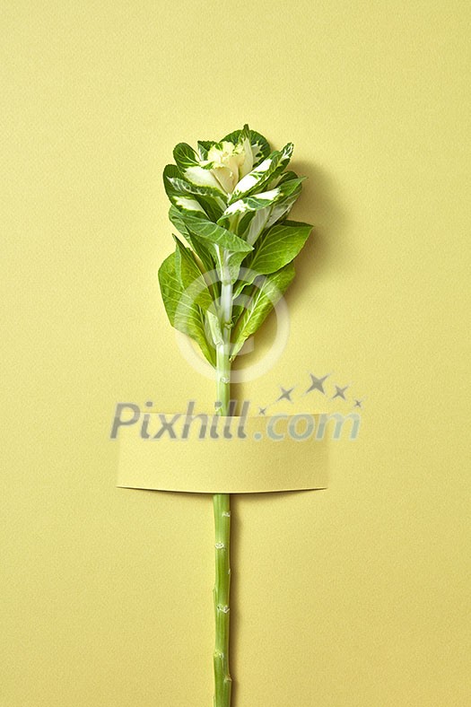 Natural organic fresh green twig of tropic leaf plant attached to a light olive background with copy space. Holiday congratulation postcard. Natural organic fresh green twig of tropic leaf plant attached to a light olive background with copy space. Holiday congratulation postcard.
