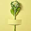 Natural organic fresh green twig of tropic leaf plant attached to a light olive background with copy space. Holiday congratulation postcard.