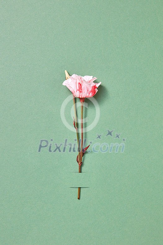 Fresh organic natural one rose flower attached to pastel green paper background with copy space. Greeting card for Valentine's Day. Fresh organic natural one rose flower attached to pastel green paper background with copy space. Greeting card for Valentine's Day.