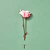 Fresh organic natural one rose flower attached to pastel green paper background with copy space. Greeting card for Valentine's Day.