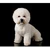 Bichon is isolated on a black background. Bichon Frise puppy. White dog. Bichon after grooming.