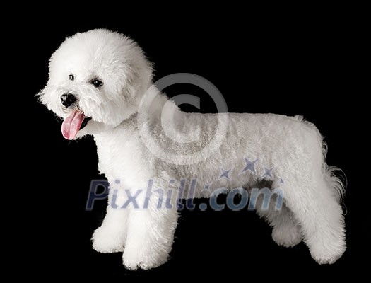 Bichon is isolated on a black background. Bichon Frise puppy. White dog. Bichon after grooming. Bichon is isolated on a black background. Bichon Frise puppy. White dog. Bichon after grooming.