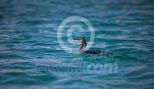 Scenic Sardinia island landscape. Italy sea ??coast with azure clear water. Nature background Scenic Sardinia island landscape. Italy sea ??coast with azure clear water. Nature background