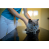 Sick, scared, cat waiting for treatment in a cage of a veterinarian clinic