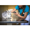 Sick cat being examined by a vet doctor in a veterinarian clinic