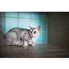 Sick cat waiting for treatment in cage of veterinarian clinic