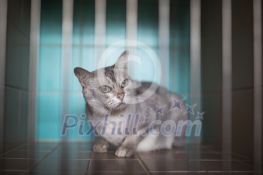 Sick, scared, cat waiting for treatment in a cage of a veterinarian clinic Sick, scared, cat waiting for treatment in a cage of a veterinarian clinic