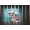 Sick, scared, cat waiting for treatment in a cage of a veterinarian clinic