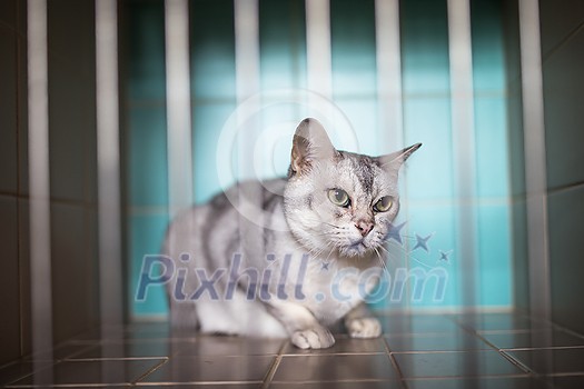 Sick, scared, cat waiting for treatment in a cage of a veterinarian clinic Sick, scared, cat waiting for treatment in a cage of a veterinarian clinic