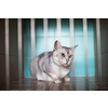 Sick, scared, cat waiting for treatment in a cage of a veterinarian clinic